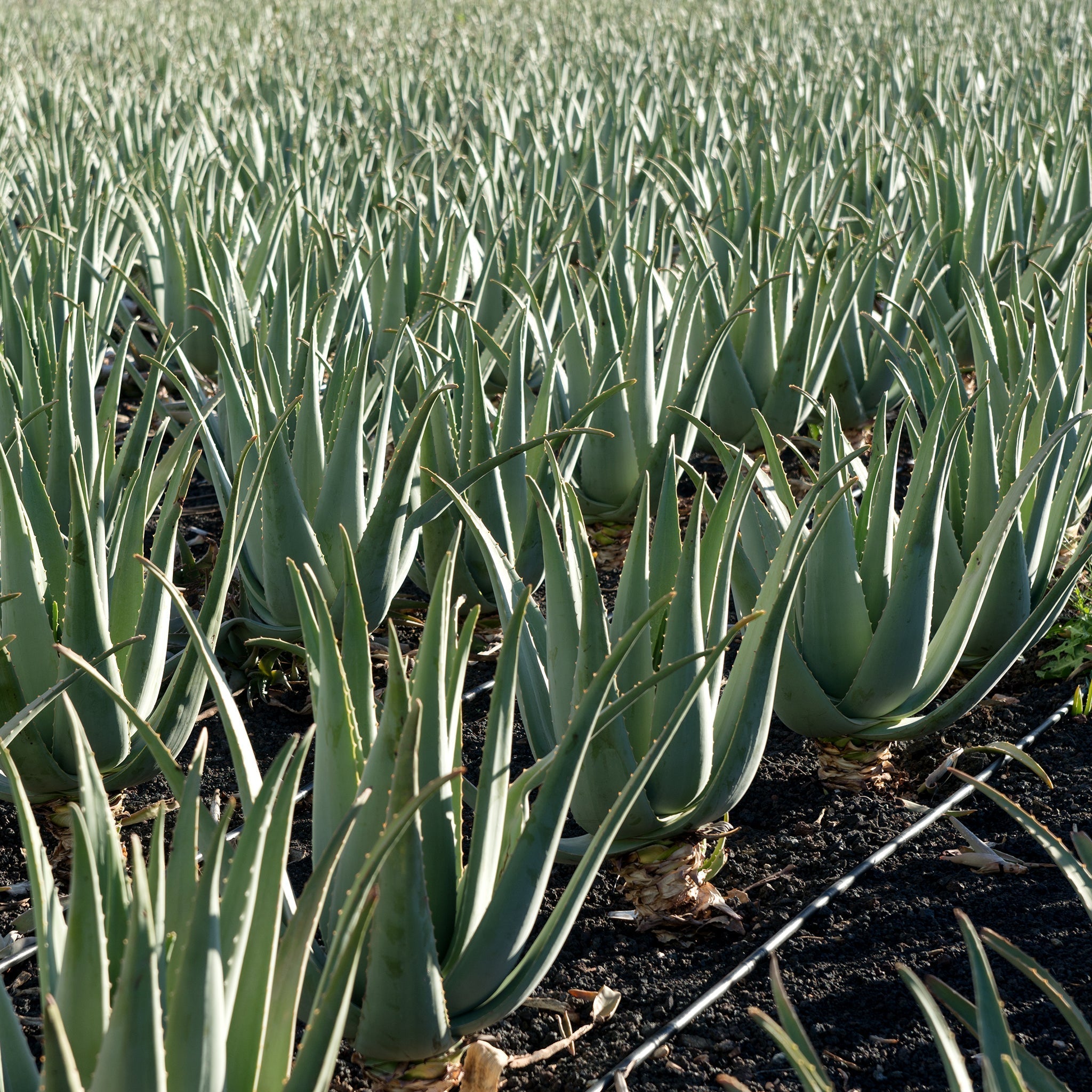 aloe vera gel von soena Aloe Vera Gel main image 0