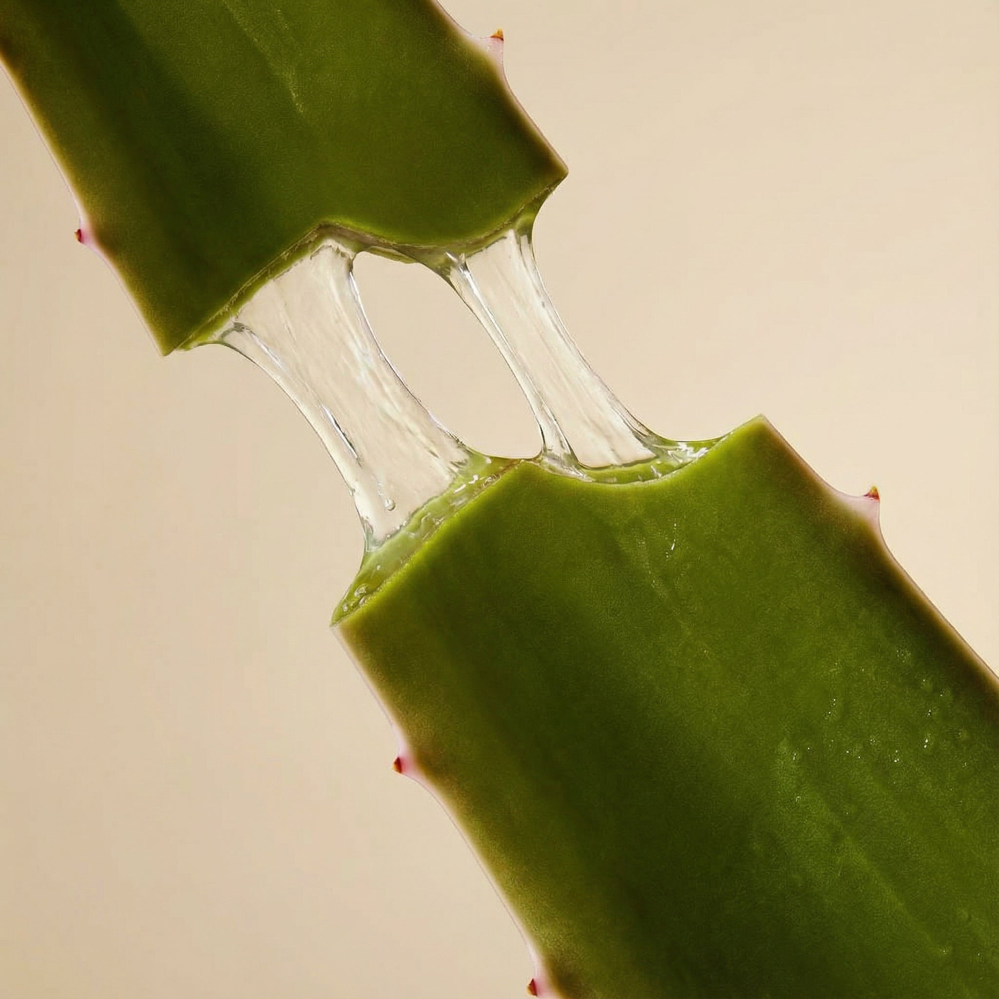 El Aloe Vera es el mejor para picaduras de mosquito