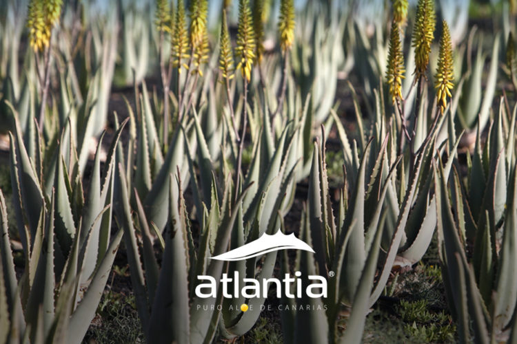 Aloe vera: Por qué el envase es importante