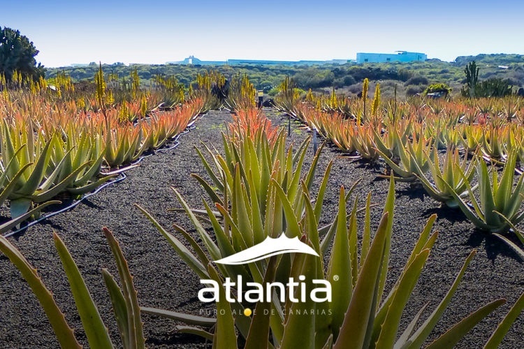 Is Atlantia’s Aloe as effective as Aloe applied directly from the plant?