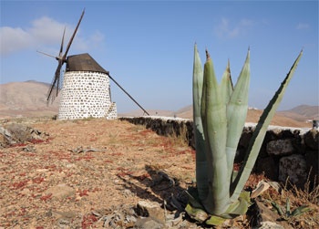 Aloe vera fraud