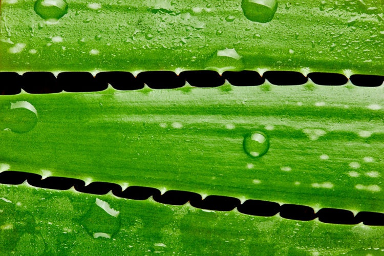 Can you recognize a quality aloe vera?