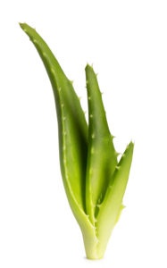 Cultivation of aloe vera in canary islands