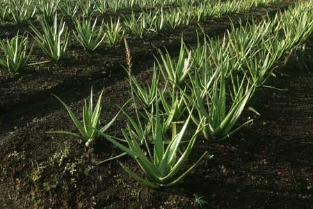 Suelos más fértiles con la agricultura ecológica