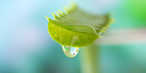 Utilizamos envases ‘airless’ para mantener nuestro Aloe vera