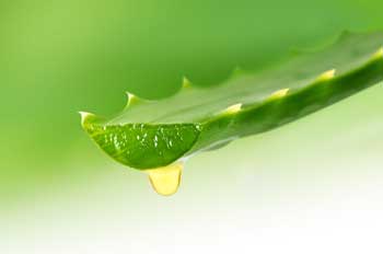 Aloe vera, aliado de la piel