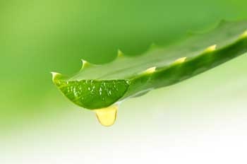 Aloe vera, an ally of the skin