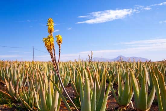 Marca «Islas Canarias»