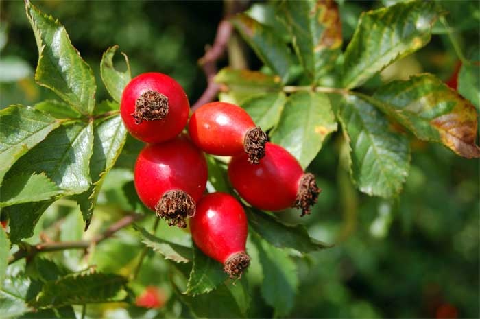 Rosa moschata or rosa rubiginosa