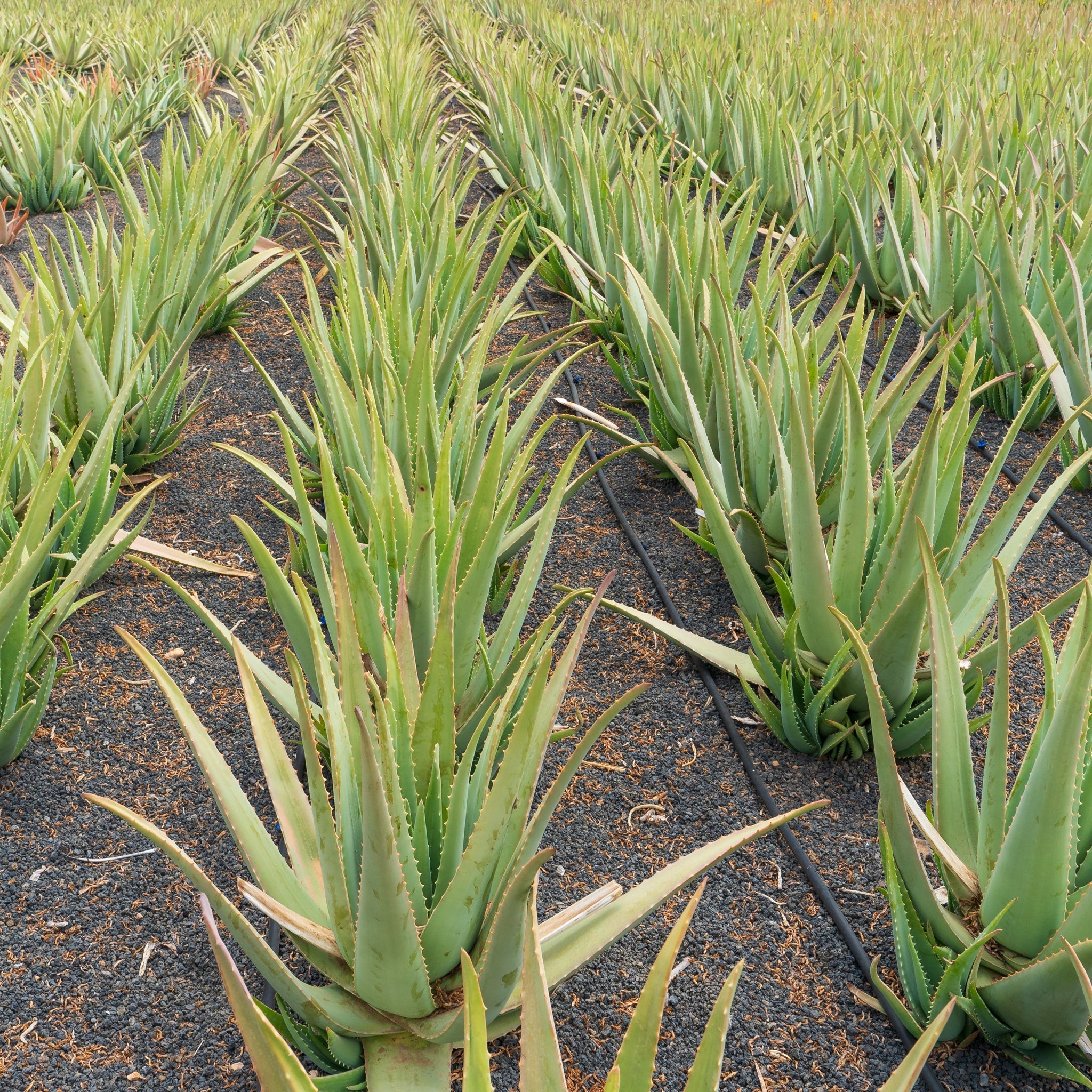 Día Mundial del Medio Ambiente: cuidamos tu piel sin olvidar la Tierra