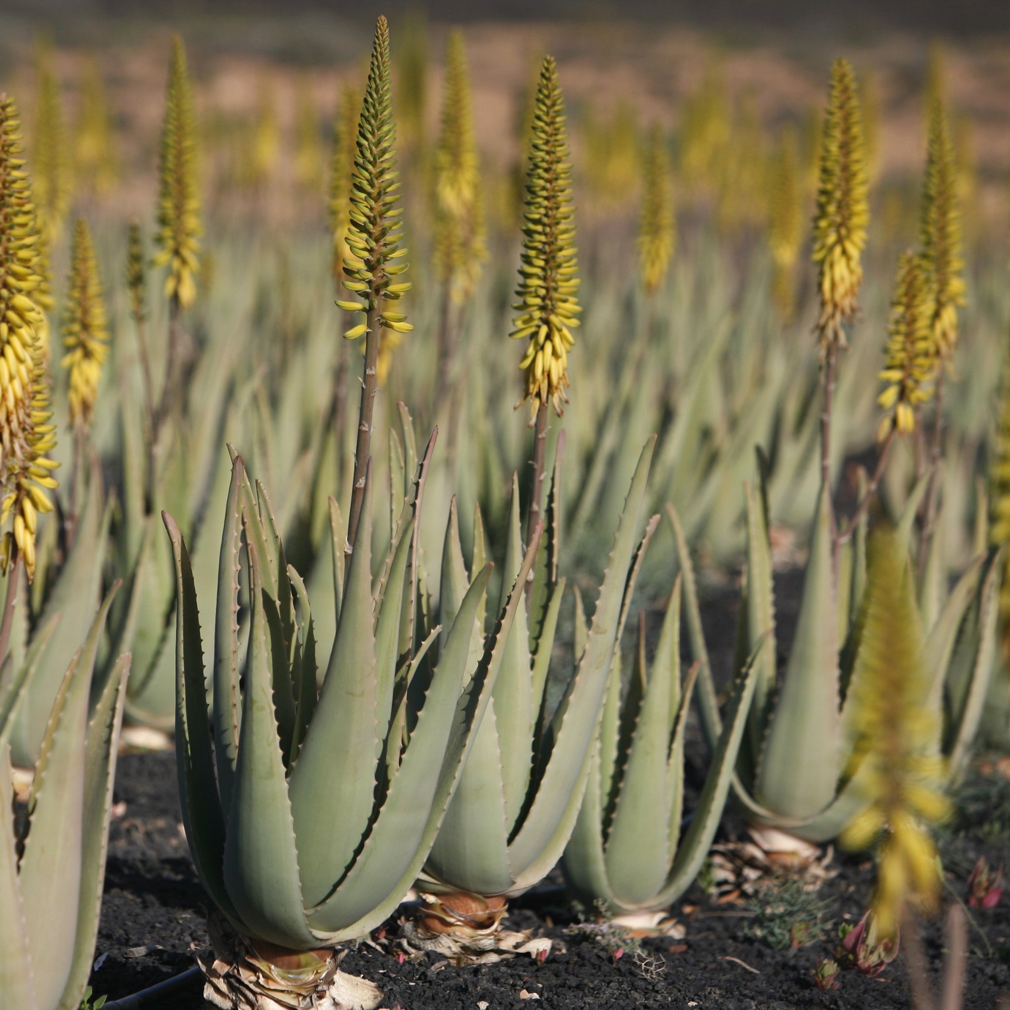 Suelos fértiles: el compromiso de Atlantia con la agricultura ecológica