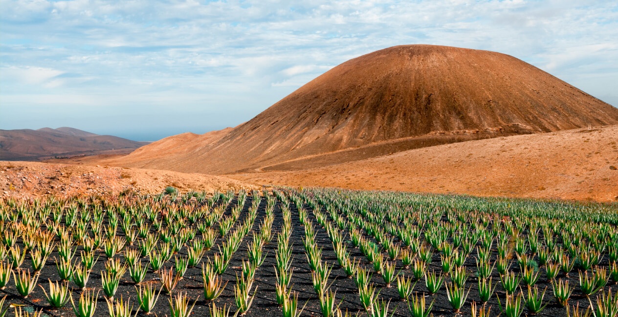 Aloe de Canarias y sus propiedades